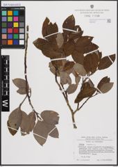 Foto von Salix caprea L.